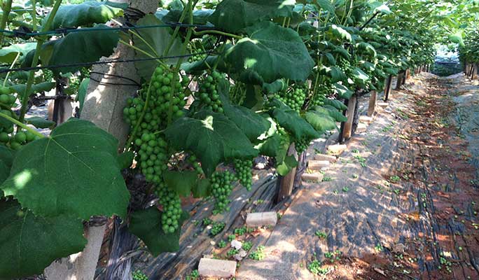 Daecheon Beach Sky Bike & Grape Picking Tour (Sep 7~Oct 10)