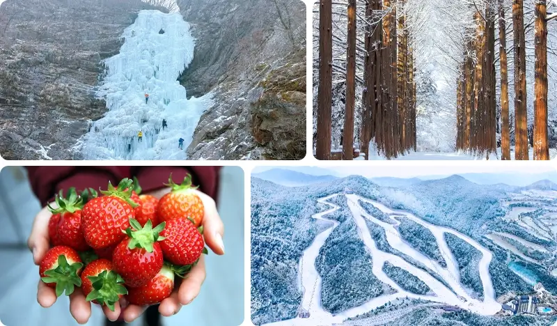 Gugok Ice Valley 1 Day Tour (+ Strawberry Picking/ Elysian Ski Resort/ Nami Island/ Garden of Morning Calm/ Rail Bike options) - from Seoul