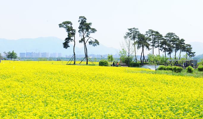 Spring Special: Guri Han River Park Canola Flower Festival + Petite France + Nami Island + Garden of Morning Calm 1 Day Tour (May 8 & 10)