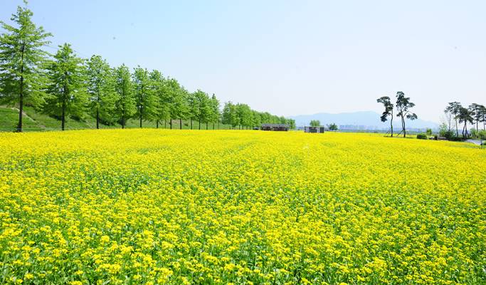 Spring Special: Guri Han River Park Canola Flower Festival + Petite France + Nami Island + Garden of Morning Calm 1 Day Tour (May 8 & 10)