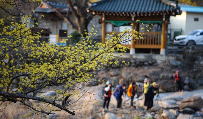 春スペシャル：光陽梅花村 & 求禮(グレ)山茱萸(サンシュユ)祭り - 釜山発 (3月10日～21日)