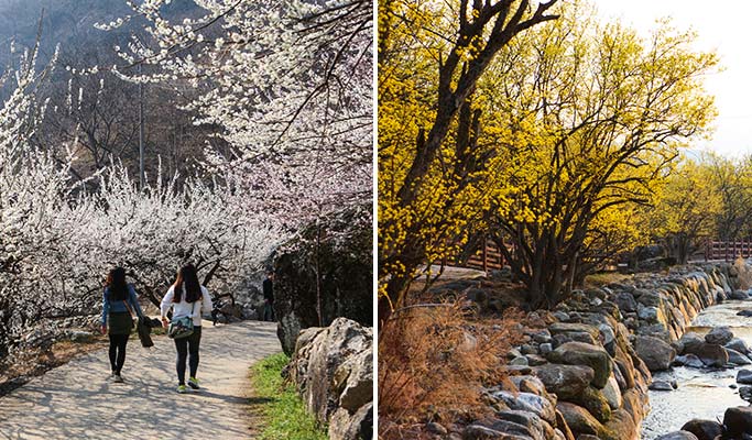 春スペシャル：光陽梅花村 & 求禮(グレ)山茱萸(サンシュユ)祭り - 釜山発 (3月10日～21日)