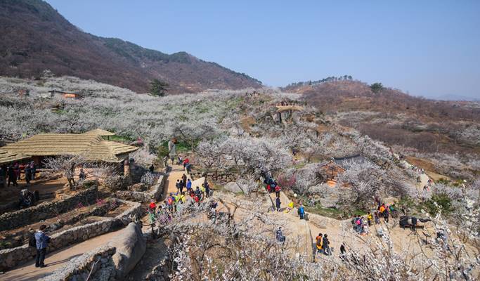 春スペシャル：光陽梅花村 & 求禮(グレ)山茱萸(サンシュユ)祭り - 釜山発 (3月10日～21日)