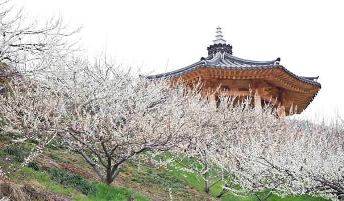 春スペシャル：光陽梅花村 & 求禮(グレ)山茱萸(サンシュユ)祭り - 釜山発 (3月10日～21日)