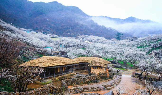 春スペシャル：光陽梅花村 & 求禮(グレ)山茱萸(サンシュユ)祭り - 釜山発 (3月10日～21日)