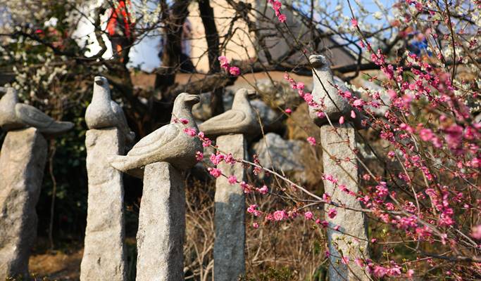 春スペシャル：光陽梅花村 & 求禮(グレ)山茱萸(サンシュユ)祭り - 釜山発 (3月10日～21日)