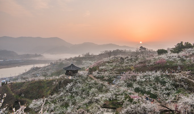 Spring Special: Jeonju Hanok Village & Gwangyang Plum Blossom/ Donghaksa Temple/ Maisan Mountain Cherry Blossom Festival - from Seoul (Mar 14~Apr 18)