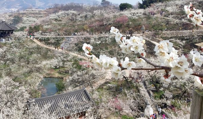 Spring Special: Jeonju Hanok Village & Gwangyang Plum Blossom/ Donghaksa Temple/ Maisan Mountain Cherry Blossom Festival - from Seoul (Mar 14~Apr 18)