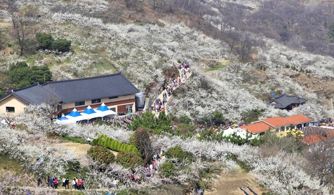 Spring Special: Jeonju Hanok Village & Gwangyang Plum Blossom/ Donghaksa Temple/ Maisan Mountain Cherry Blossom Festival - from Seoul (Mar 14~Apr 18)