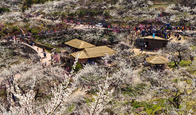 Spring Special: Jeonju Hanok Village & Gwangyang Plum Blossom/ Donghaksa Temple/ Maisan Mountain Cherry Blossom Festival - from Seoul (Mar 14~Apr 18)