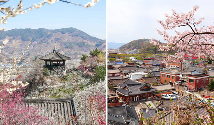 Spring Special: Gwangyang Plum Blossom (Maehwa) Festival & Jeonju Hanok Village 1 Day Tour - from Seoul (Mar 10~21)
