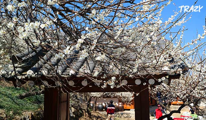 Spring Special: Gwangyang Maehwa (Plum Blossom) 2019 & Ssanggyesa Temple 1 Day Tour (Mar 9~17)