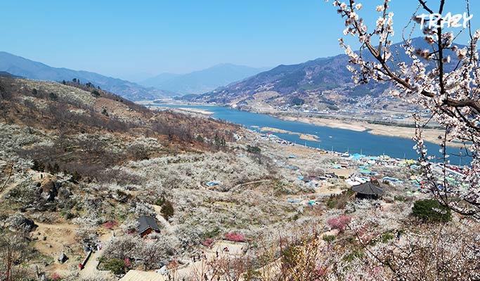 Spring Special: Gwangyang Maehwa (Plum Blossom) 2019 & Ssanggyesa Temple 1 Day Tour (Mar 9~17)