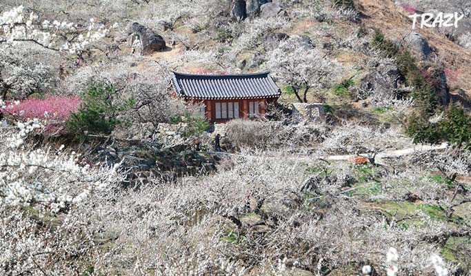 Spring Special: Gwangyang Maehwa (Plum Blossom) 2019 & Ssanggyesa Temple 1 Day Tour (Mar 9~17)