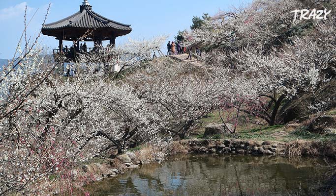 Spring Special: Gwangyang Maehwa (Plum Blossom) 2019 & Ssanggyesa Temple 1 Day Tour (Mar 9~17)