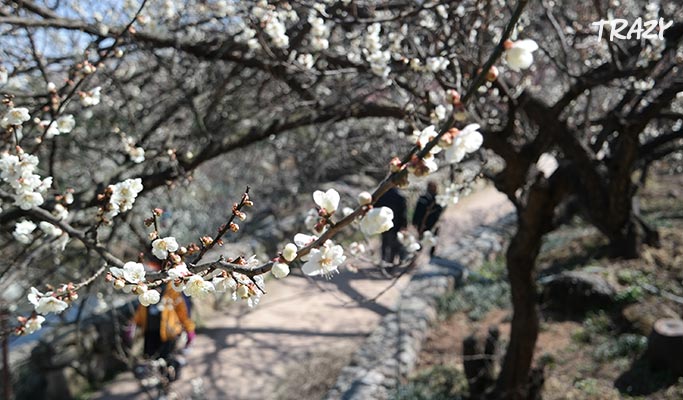 Spring Special: Gwangyang Maehwa (Plum Blossom) 2019 & Ssanggyesa Temple 1 Day Tour (Mar 9~17)