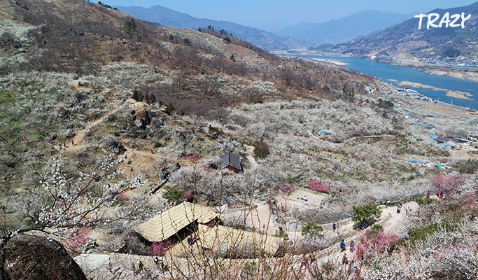 Spring Special: Gwangyang Maehwa (Plum Blossom) 2019 & Ssanggyesa Temple 1 Day Tour (Mar 9~17)