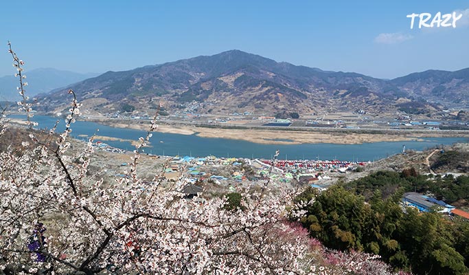Spring Special: Gwangyang Maehwa (Plum Blossom) 2019 & Ssanggyesa Temple 1 Day Tour (Mar 9~17)