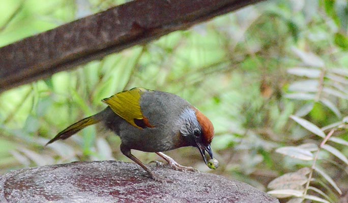Doi Inthanon National Park Bird Watching 1 Day Tour (+ Lunch) (+ Hotel Transfer) - from Chiang Mai