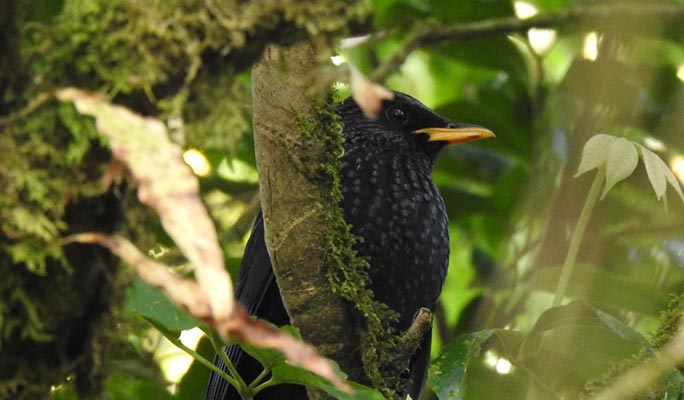 Doi Inthanon National Park Bird Watching 1 Day Tour (+ Lunch) (+ Hotel Transfer) - from Chiang Mai