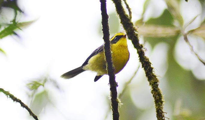 Doi Inthanon National Park Bird Watching 1 Day Tour (+ Lunch) (+ Hotel Transfer) - from Chiang Mai