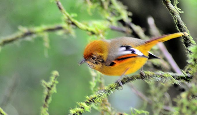 Doi Inthanon National Park Bird Watching 1 Day Tour (+ Lunch) (+ Hotel Transfer) - from Chiang Mai