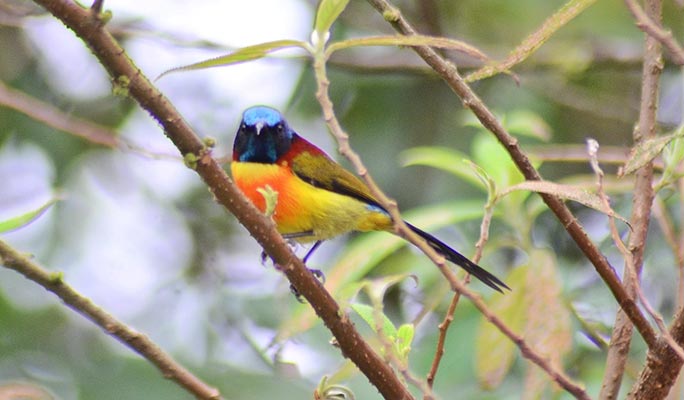 Doi Inthanon National Park Bird Watching 1 Day Tour (+ Lunch) (+ Hotel Transfer) - from Chiang Mai