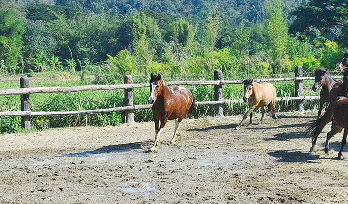 Chiang Mai Horseback Riding + Wat Ton Kwen Half Day Private Tour (+ Hotel Transfer)