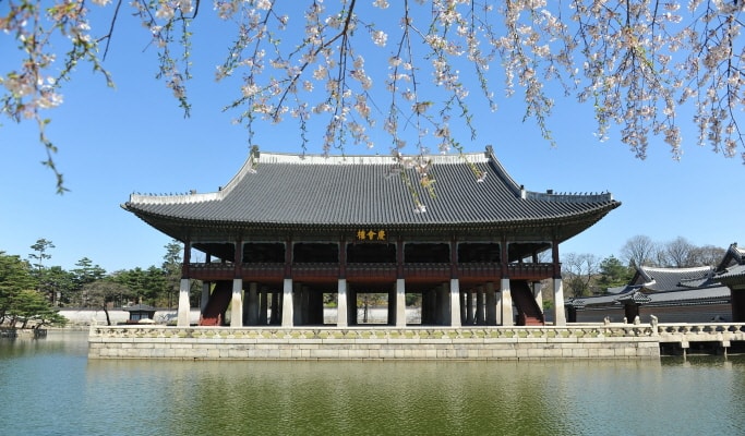 Spring Special: Seoul Cherry Blossom Private 1 Day Tour (Apr 4~12)
