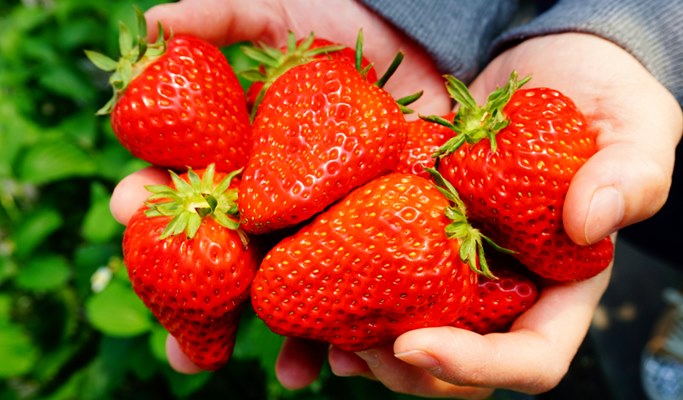 Woongjin Play Doci Indoor Water Park + Art Bunker B39 + Strawberry Picking 1 Day Tour (Join-in/Private)