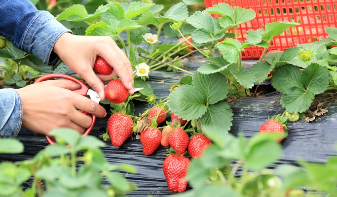 Woongjin Play Doci Indoor Water Park + Art Bunker B39 + Strawberry Picking 1 Day Tour (Join-in/Private)