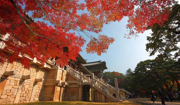 Gyeongju Autumn Foliage 1 Day / 2D1N Tour from Seoul - Trazy, Korea's ...