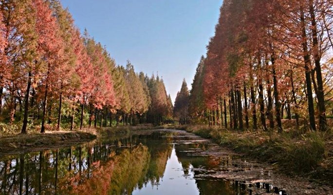 Gyeongju Autumn/Fall Foliage 1 Day / 2D1N Tour - from Seoul (Oct 30~Nov 9)