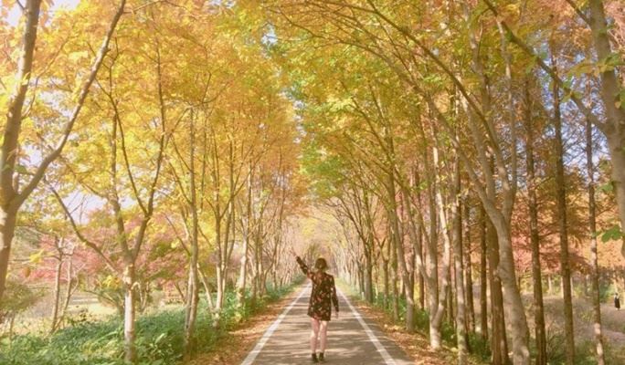 Gyeongju Autumn/Fall Foliage 1 Day / 2D1N Tour - from Seoul (Oct 30~Nov 9)