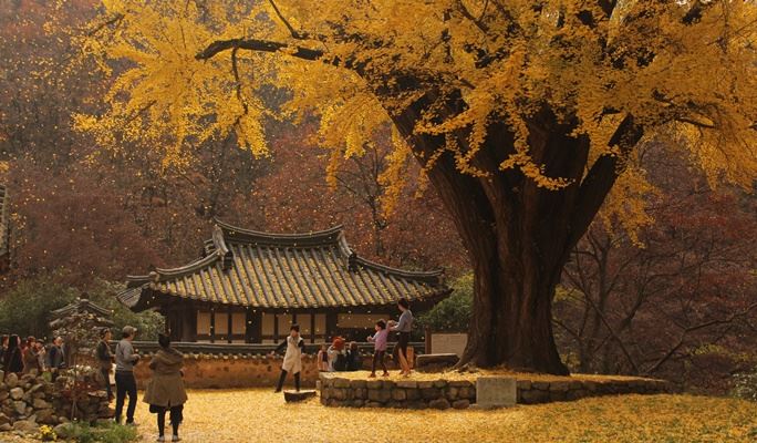 Gyeongju Autumn/Fall Foliage 1 Day / 2D1N Tour - from Seoul (Oct 30~Nov 9)