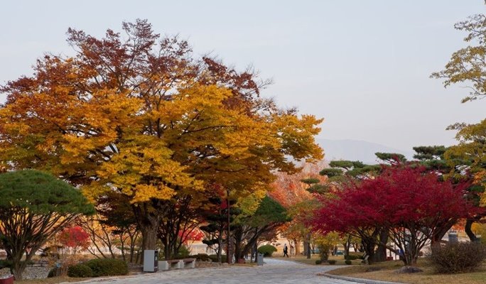 Gyeongju Autumn/Fall Foliage 1 Day / 2D1N Tour - from Seoul (Oct 30~Nov 9)