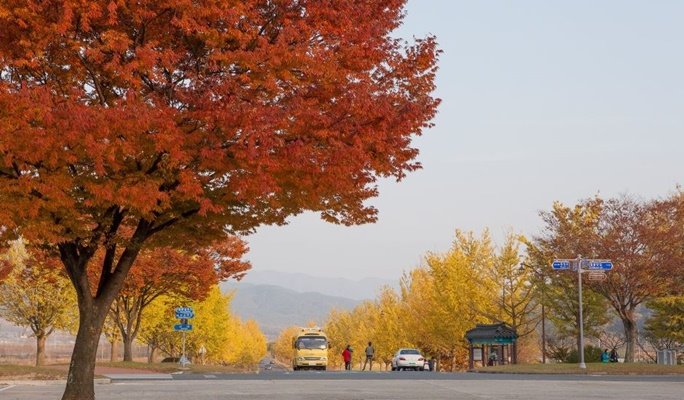 Gyeongju Autumn/Fall Foliage 1 Day / 2D1N Tour - from Seoul (Oct 30~Nov 9)