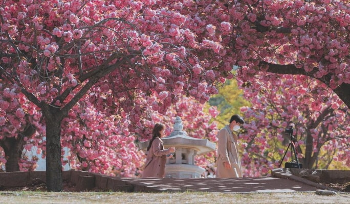 春季特輯：慶州櫻花一日遊（+ 接送選項）- 首爾 / 釜山出發（4月1日~11日）