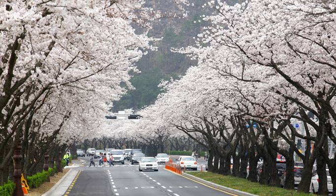 春スペシャル：慶州桜1日ツアー - 釜山発（3月28日～4月11日）