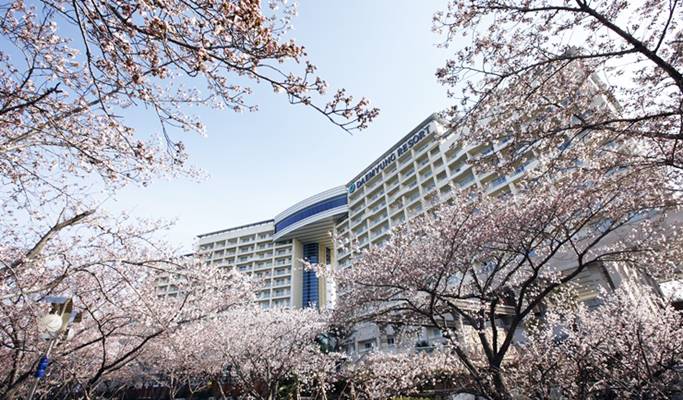 Gyeongju Cherry Blossom Festival 2019 Day Tour from Seoul - Trazy ...