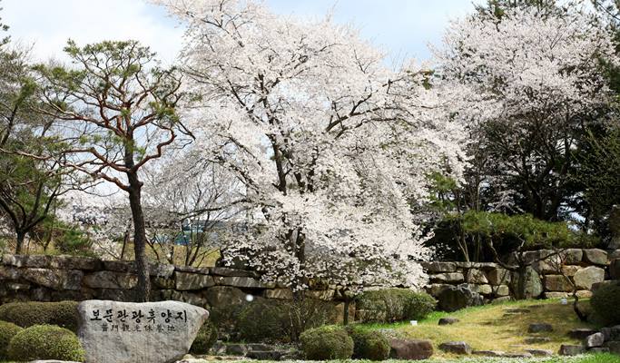 春スペシャル：慶州桜1日ツアー - 釜山発（3月28日～4月11日）