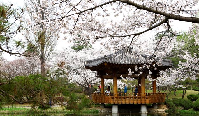春スペシャル：慶州桜1日ツアー - 釜山発（3月28日～4月11日）