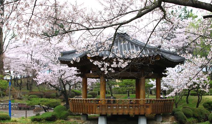 春スペシャル：慶州桜1日ツアー - 釜山発（3月28日～4月11日）