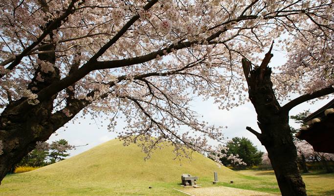 春スペシャル：慶州桜1日ツアー - 釜山発（3月28日～4月11日）
