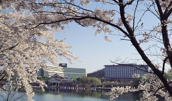 春スペシャル：慶州桜1日ツアー - 釜山発（3月28日～4月11日）