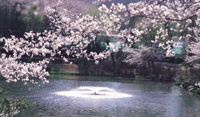 春スペシャル：慶州桜1日ツアー - 釜山発（3月28日～4月11日）