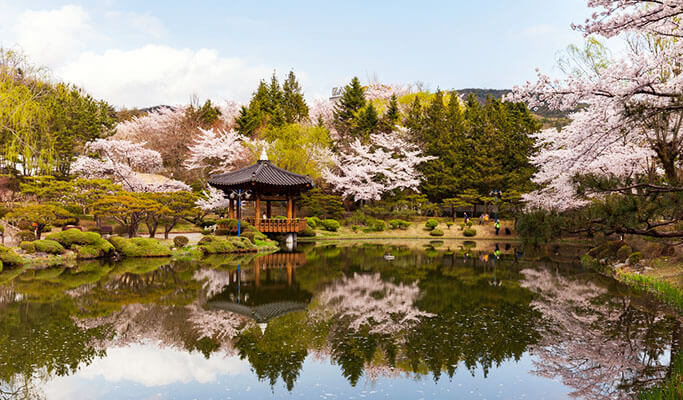 Resultado de imagem para gyeongju cherry blossom festival