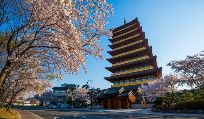 春スペシャル：慶州桜1日ツアー - 釜山発（3月28日～4月11日）