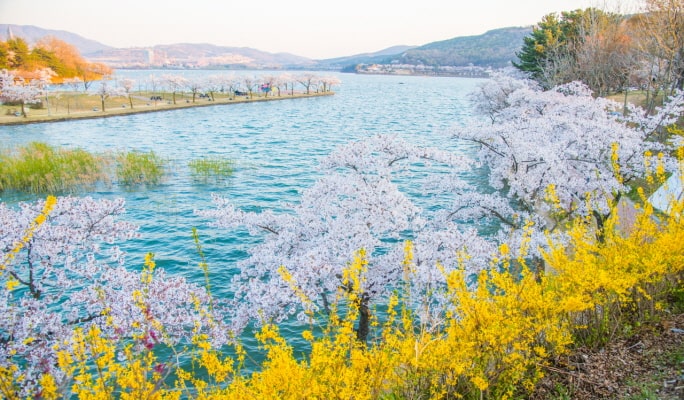 春スペシャル：慶州桜1日ツアー - 釜山発（3月28日～4月11日）