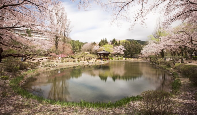春スペシャル：慶州桜1日ツアー - 釜山発（3月28日～4月11日）
